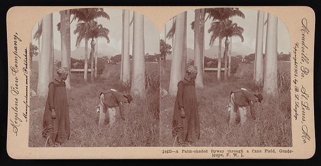A Palm-shaded Byway through a Cane Field, Guadeloupe, F. W. I. Old Photo