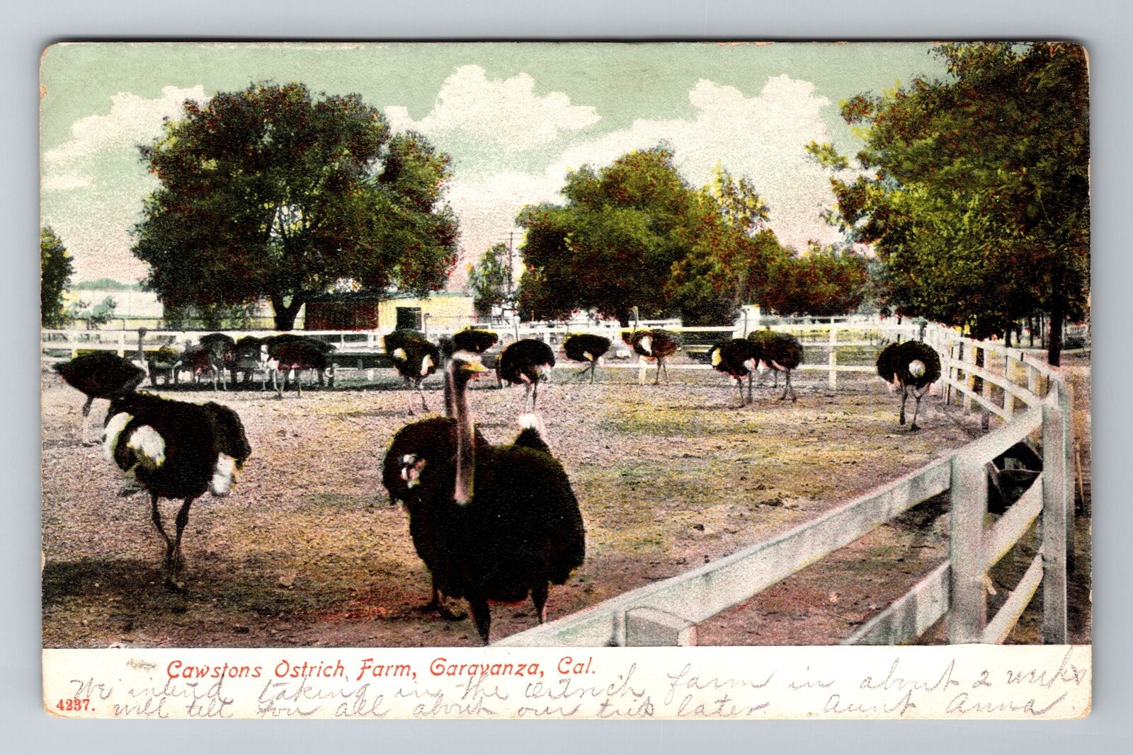 Garavanza CA-California, Cawstons Ostrich Farm, Antique Vintage Postcard
