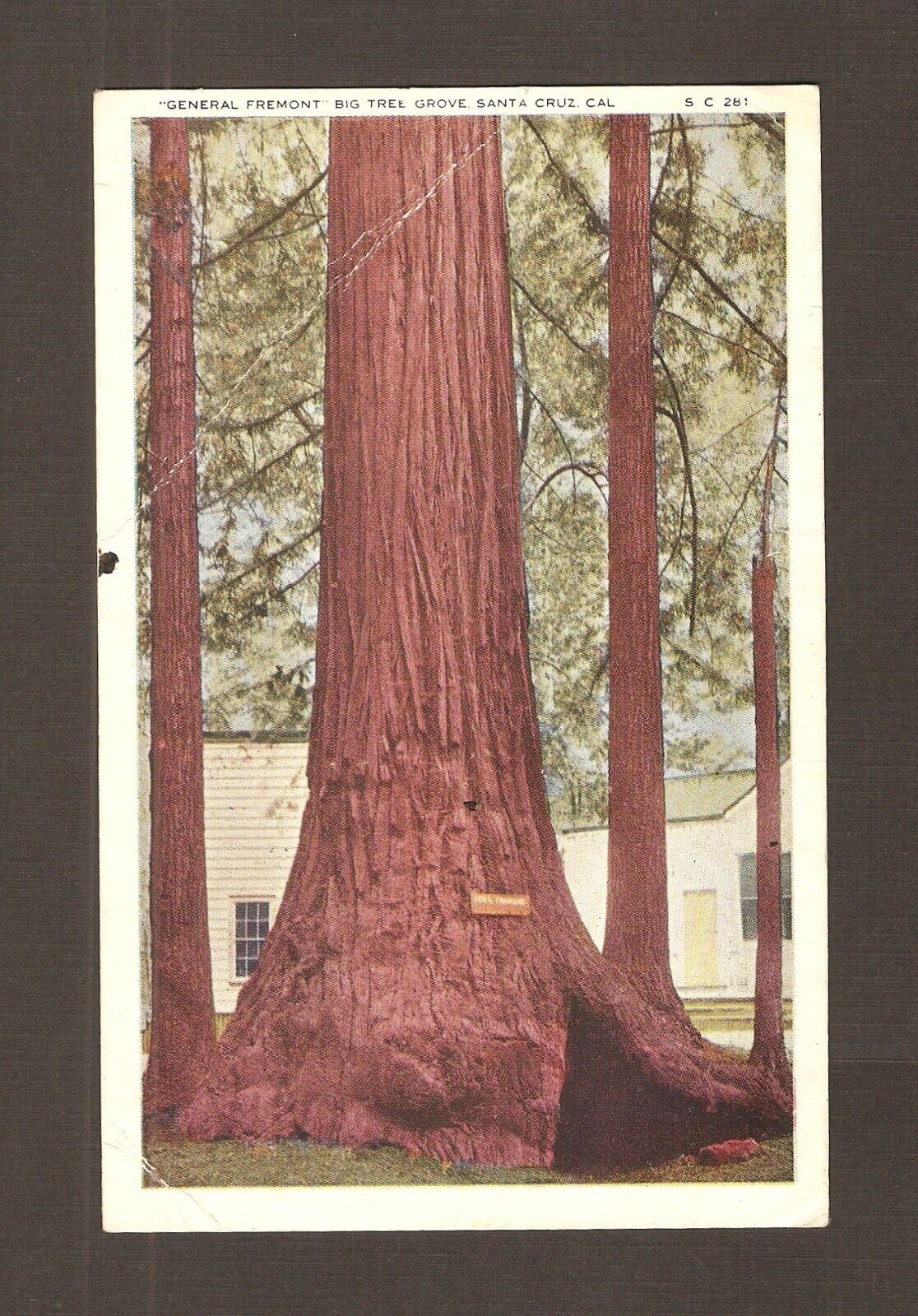 Vintage Antique Postcard General Fremont Big Tree Grove Santa Cruz California