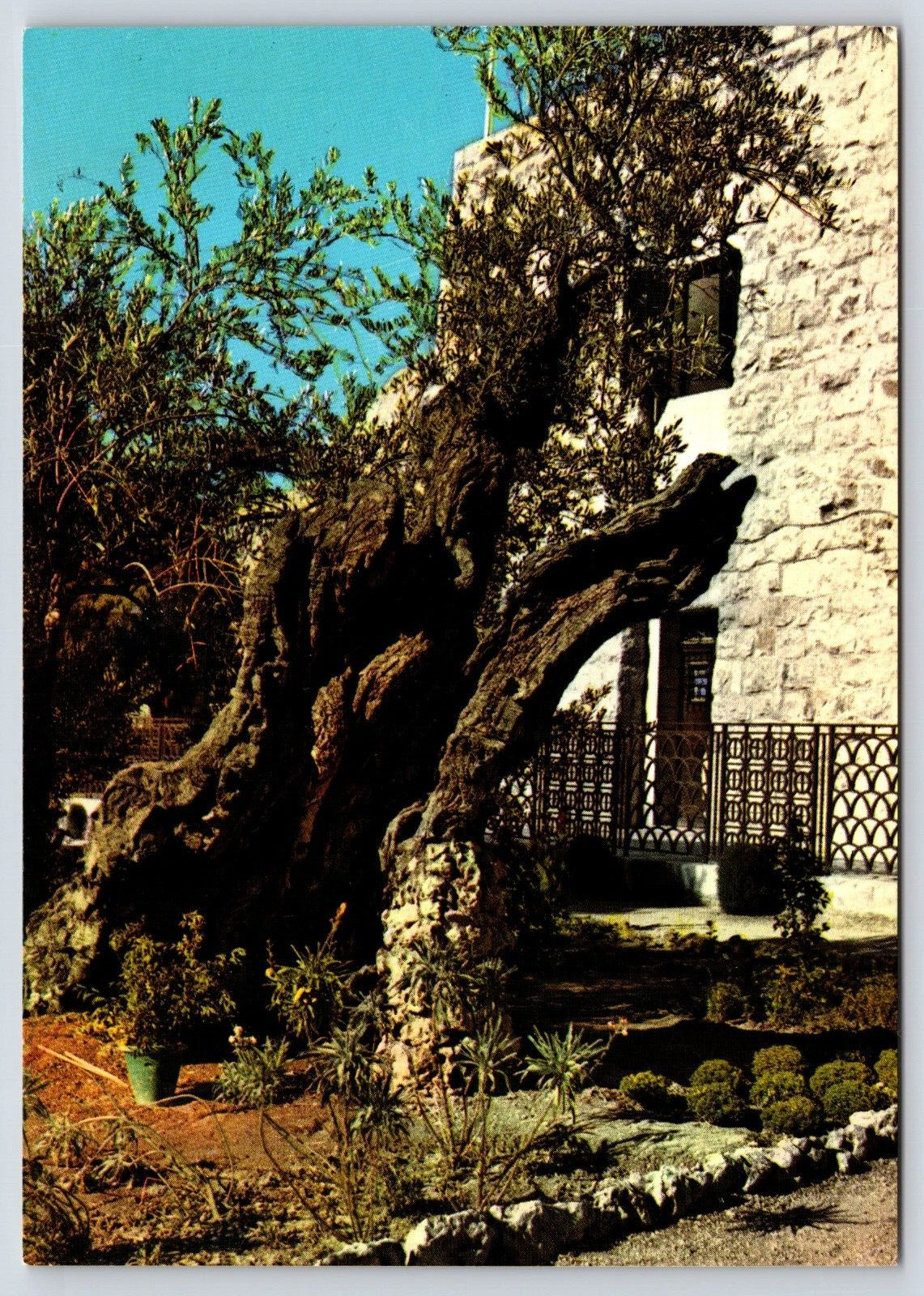 Israel Jerusalem the Garden of Gethsemane Vintage Postcard Continental
