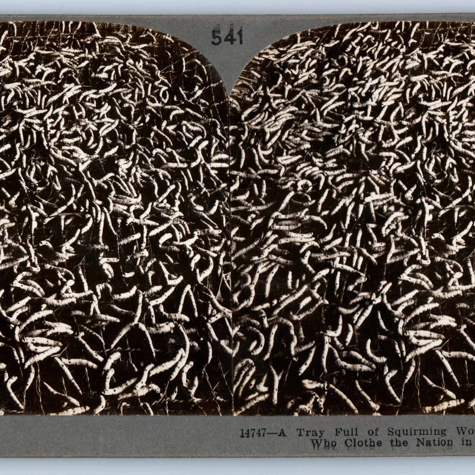 1904 Japan Silk Worms Tray Silk Factory Stereoview Real Photo Farm Silkworm V31