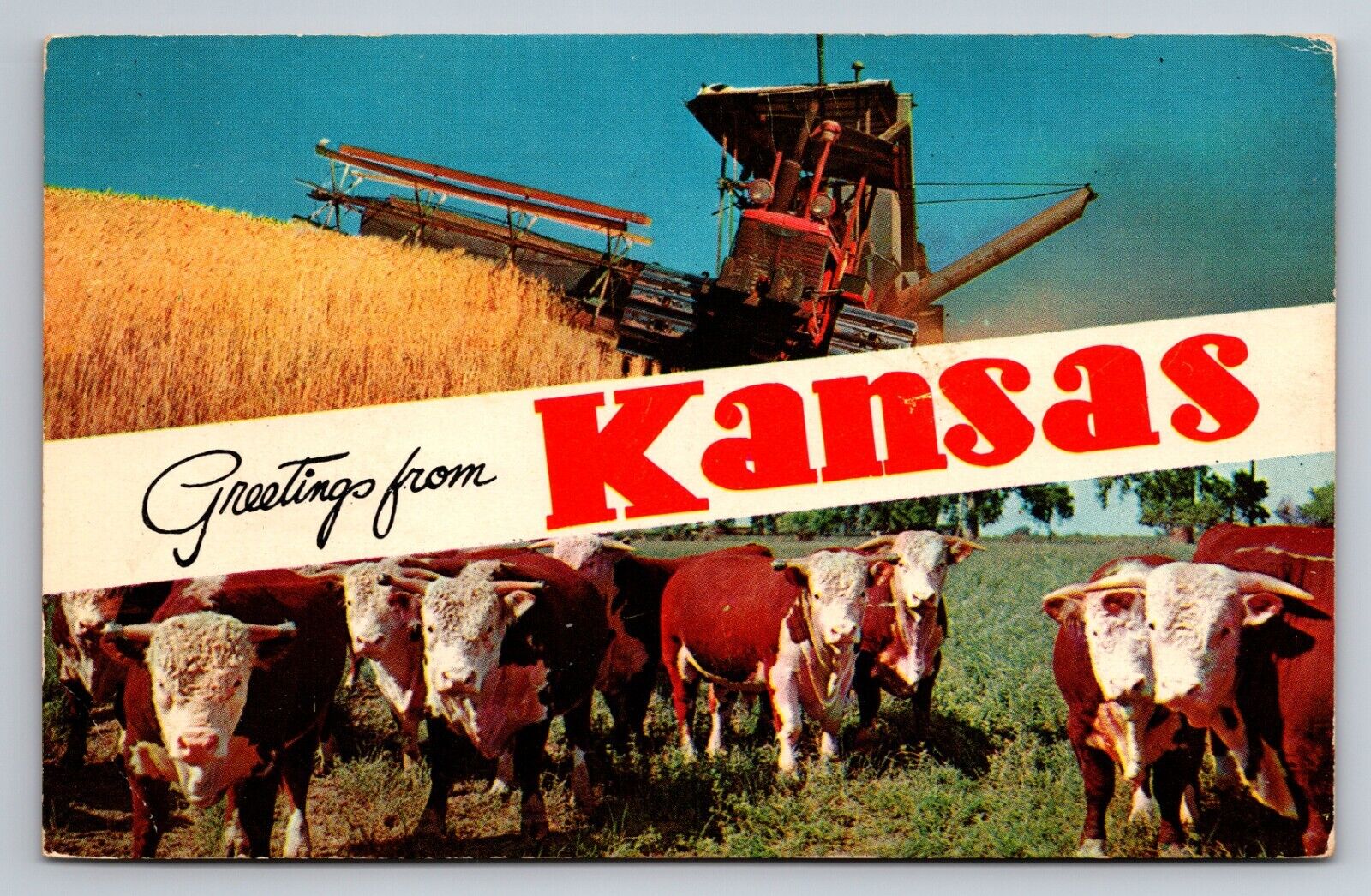 Greetings From Kansas Vintage Posted1957 Postcard Combine Cows Wheat Field