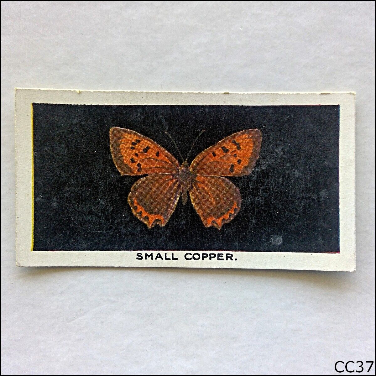 Abdulla British Butterflies #4 Small Copper 1935 Cigarette Card (CC37)