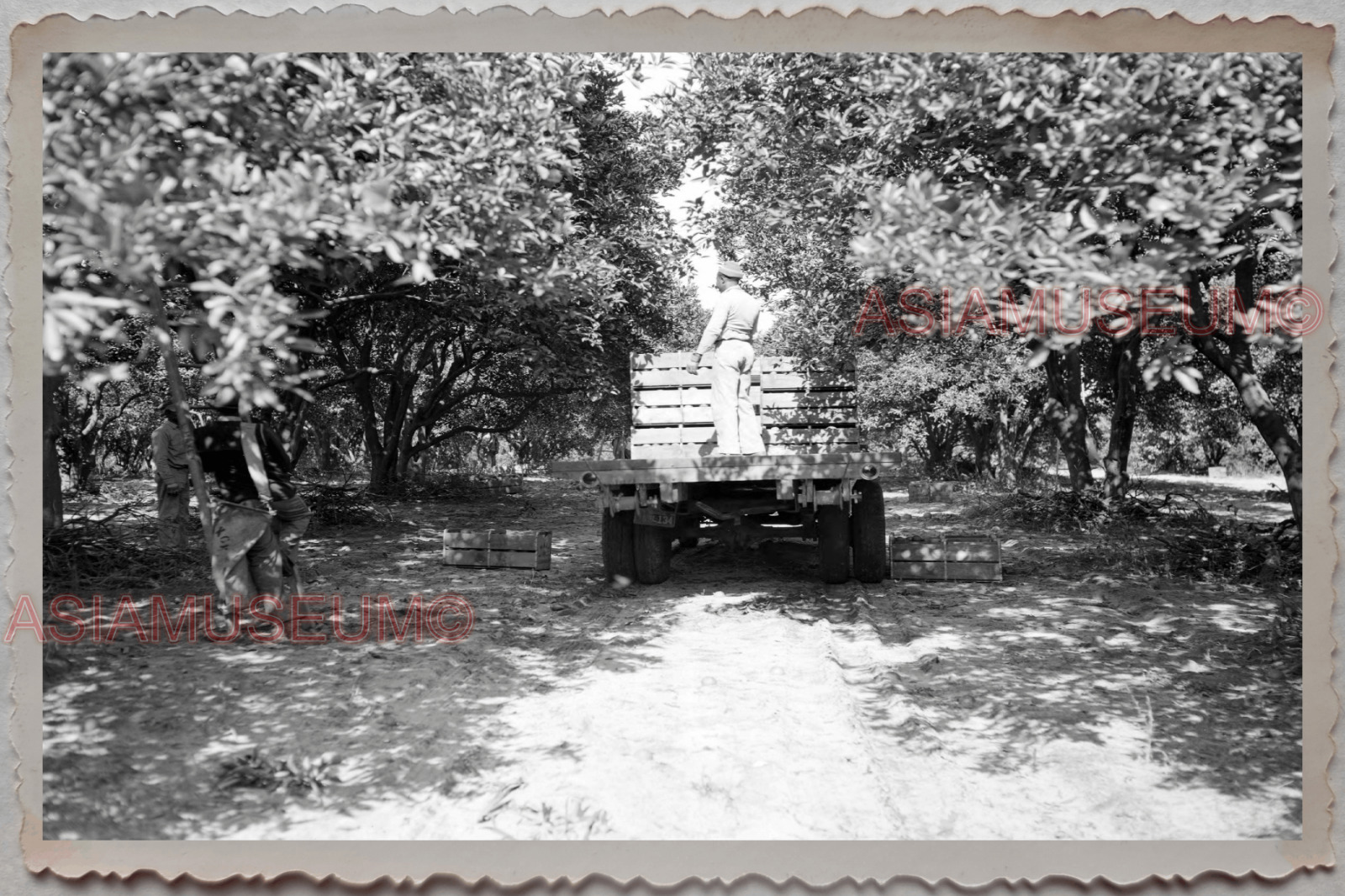 50s OKAHUMPKA LAKE COUNTY FLORIDA MAN GROVE FARM MAN VINTAGE USA Photograph 9660