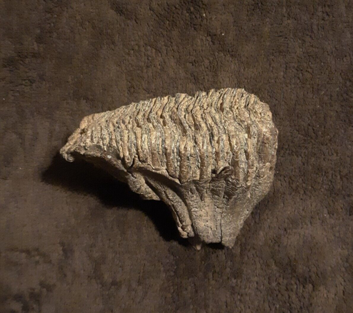 Woolly Mammoth Tooth Fossil Genuine Rare Historic from Alaska