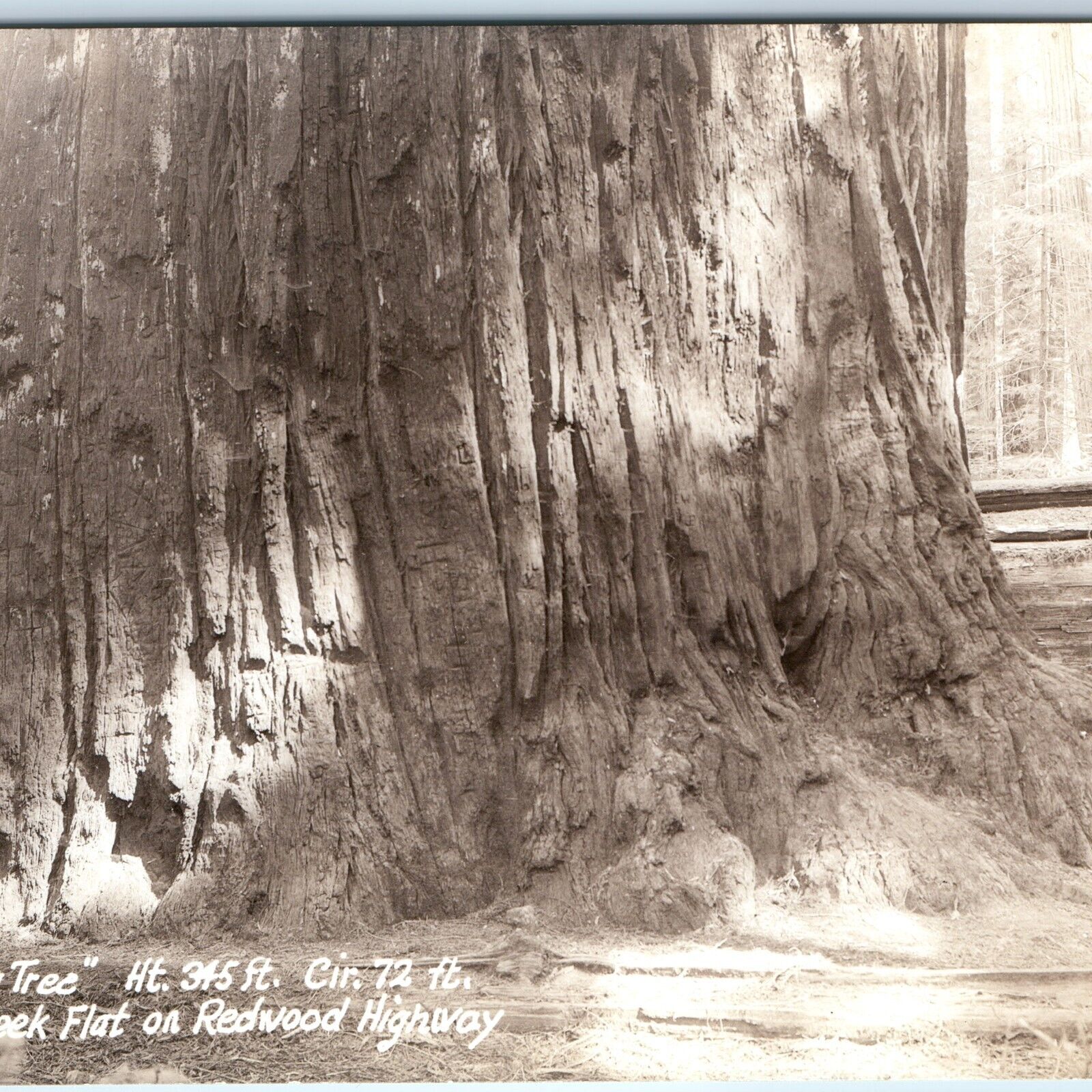 1940s Humboldt Co CA RPPC Giant Big Tree +Man Upper Bull Creek Flat Sequoia A165