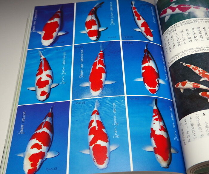 Nisikigoi Japanese book from Japan Colored carp Nishikigoi #0996