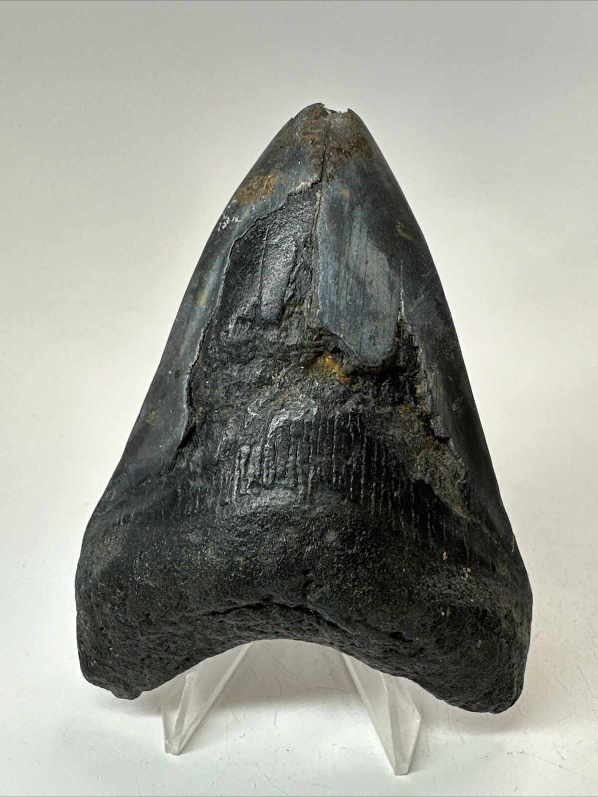 Megalodon Shark Tooth 3.94” Natural - Real Fossil - Rare 18477
