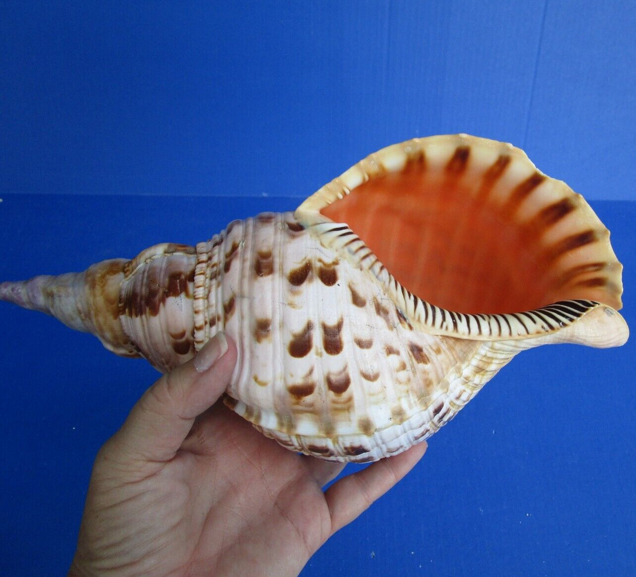 12 inch Polished Pacific Triton Trumpet Seashell shells seashells #47632