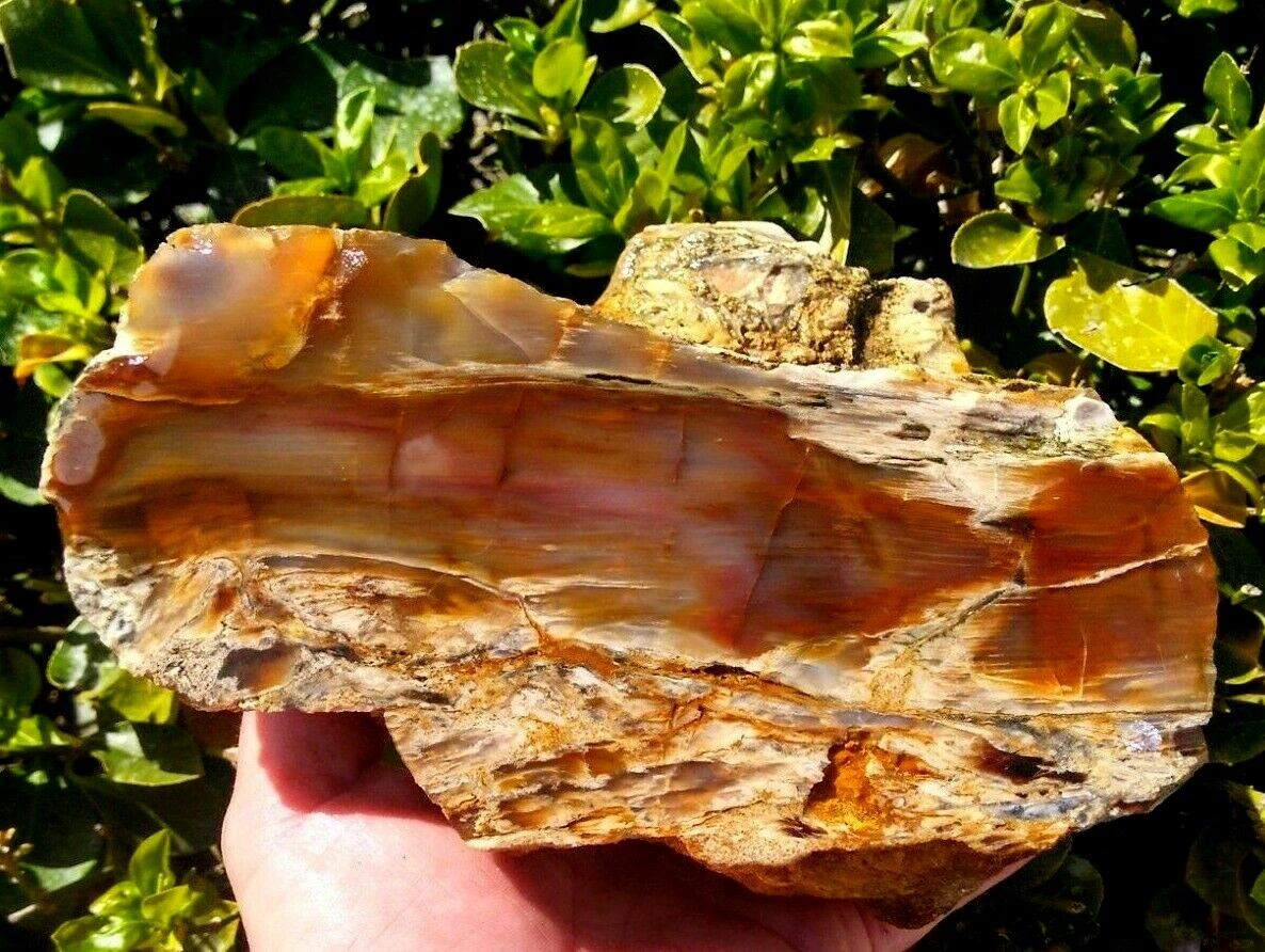 LARGE FACE PLANK CUT GRASSY MOUNTAIN PETRIFIED WOOD PINK RED AGATE OR 6LB 6.7OZ