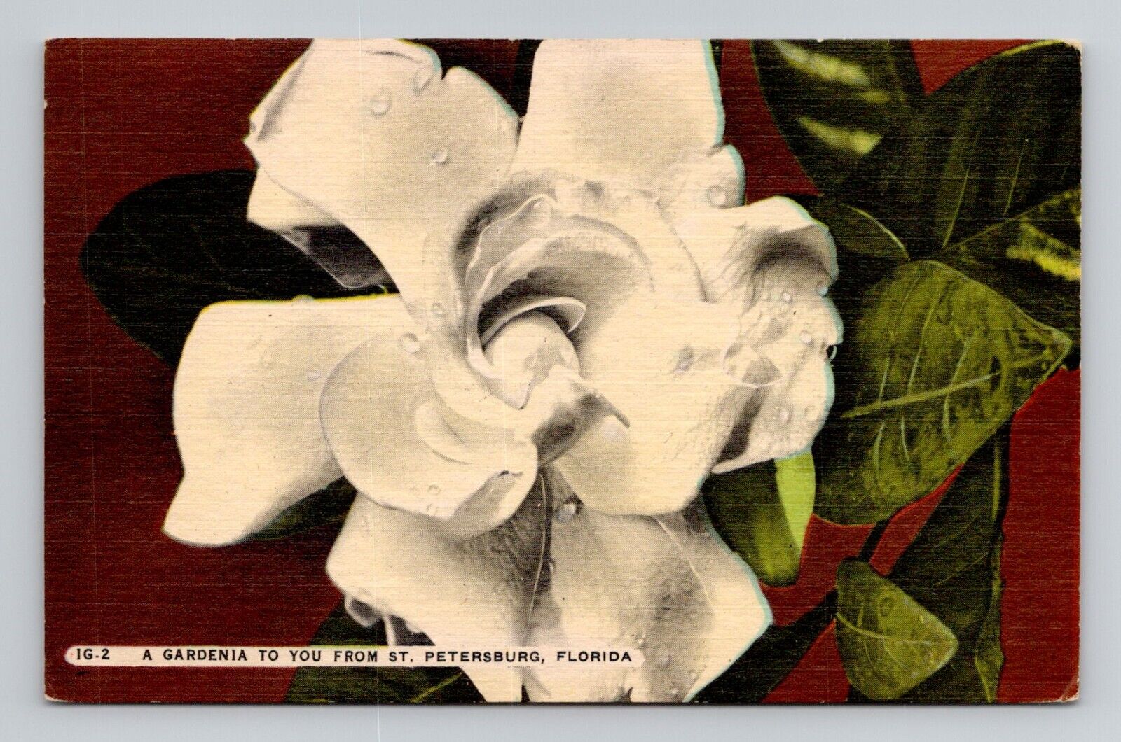 Postcard Gardenia Flower Bloom St Petersburg Florida FL, Vintage Linen J10