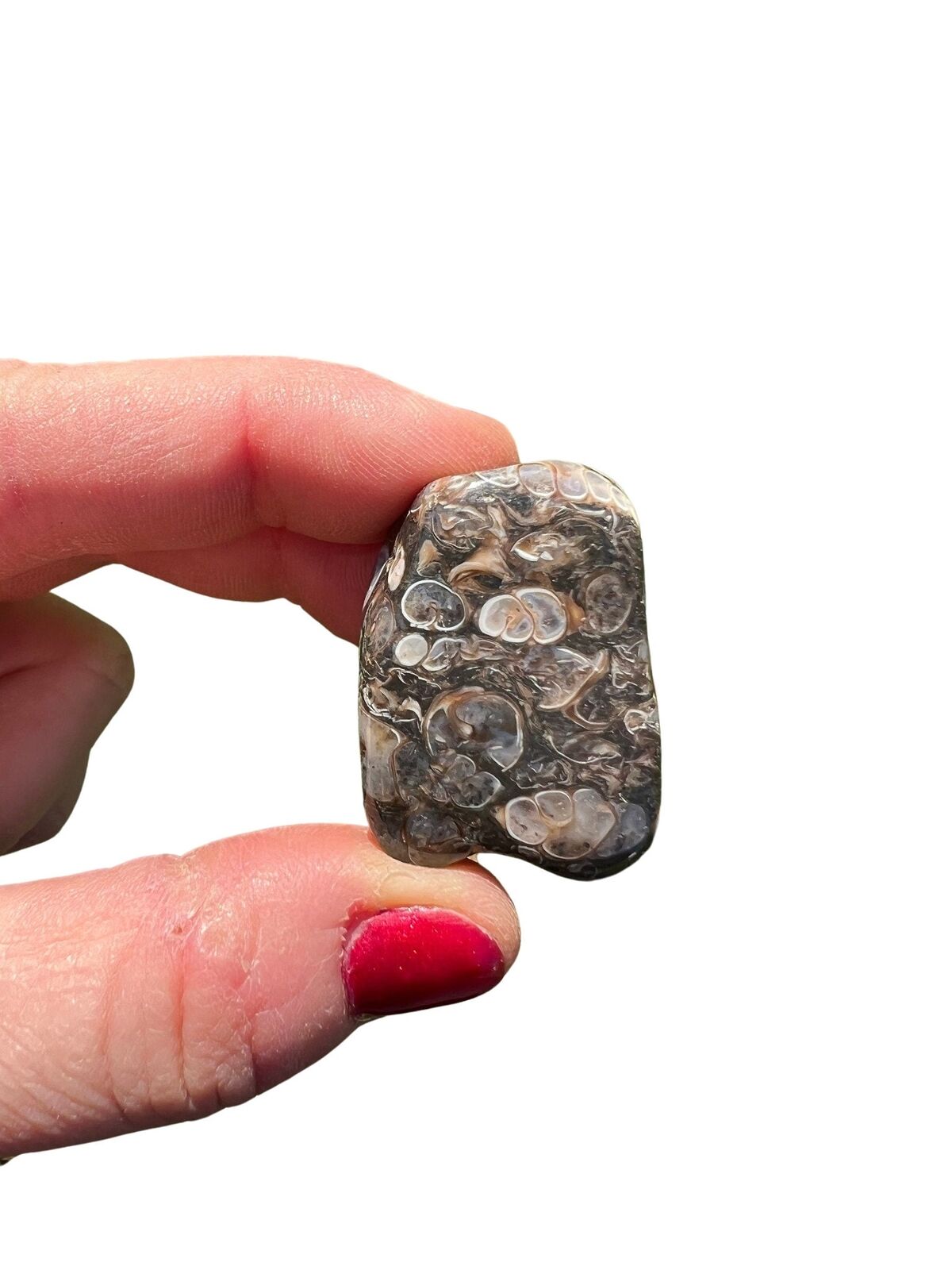 Turritella Agate Tumbled Stone, Natural Turritella Agate from Wyoming, USA