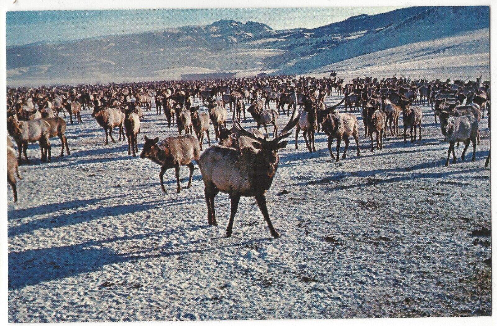 Giant HERD of ELK Wintertime, Wyoming, Kirk Haman Photo, c1960\'s Unused Postcard