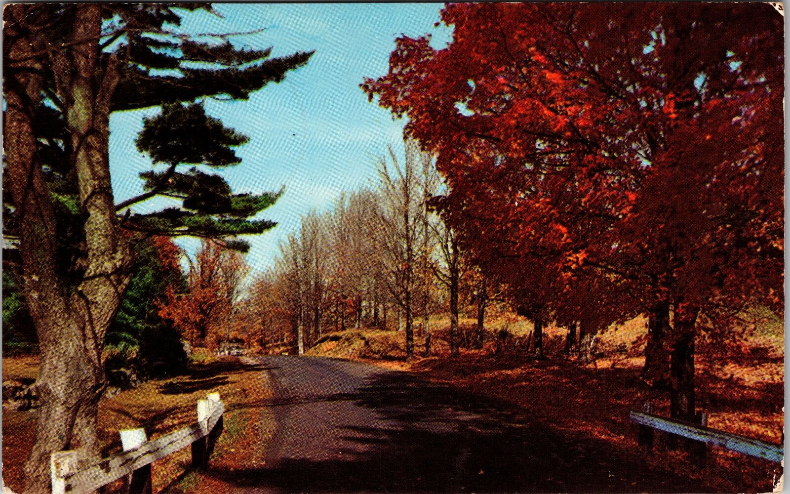 Avis PA-Pennsylvania, Scenic General Greetings, Forest Vintage Postcard