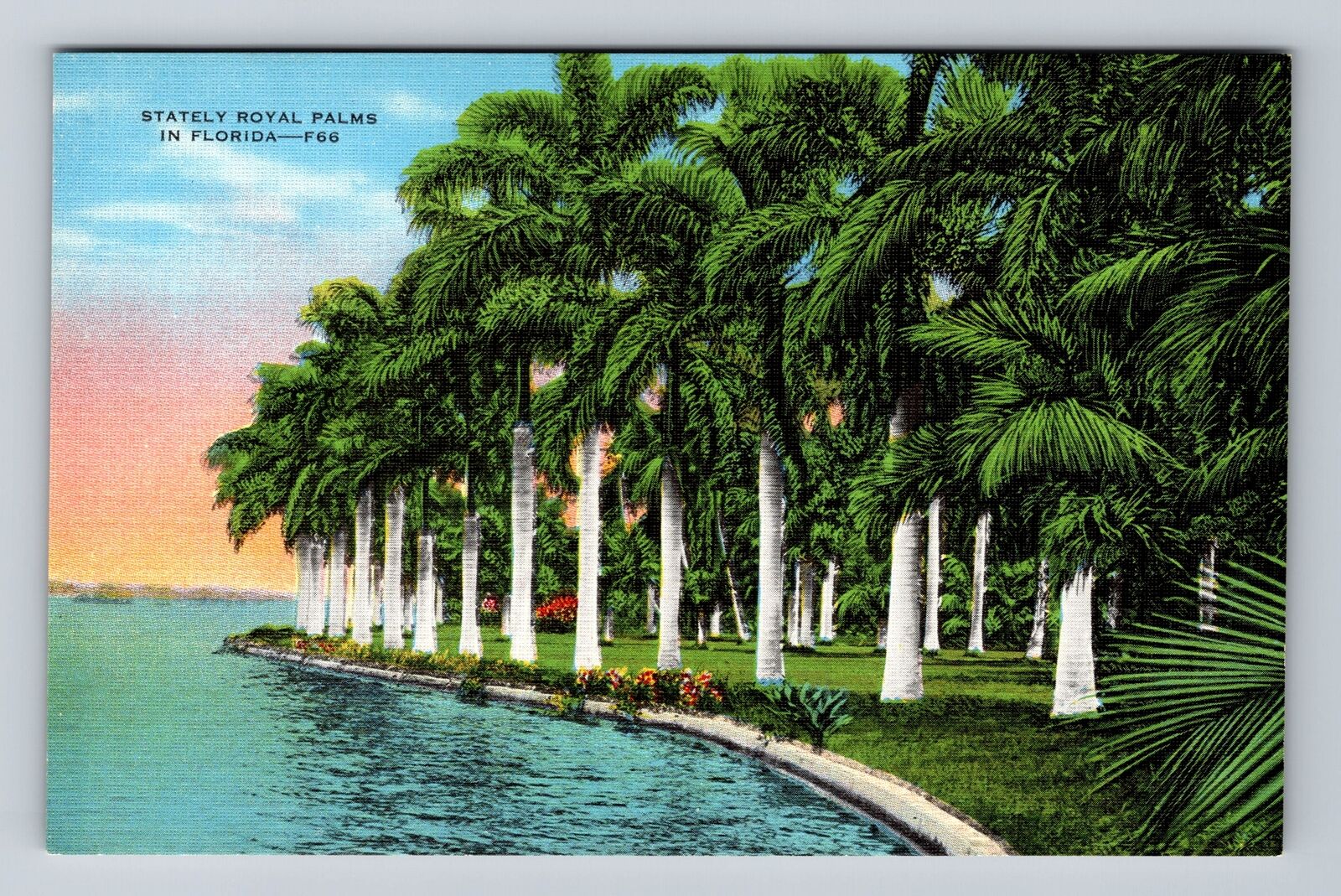 FL-Florida, Stately Royal Palms, Antique, Vintage Postcard