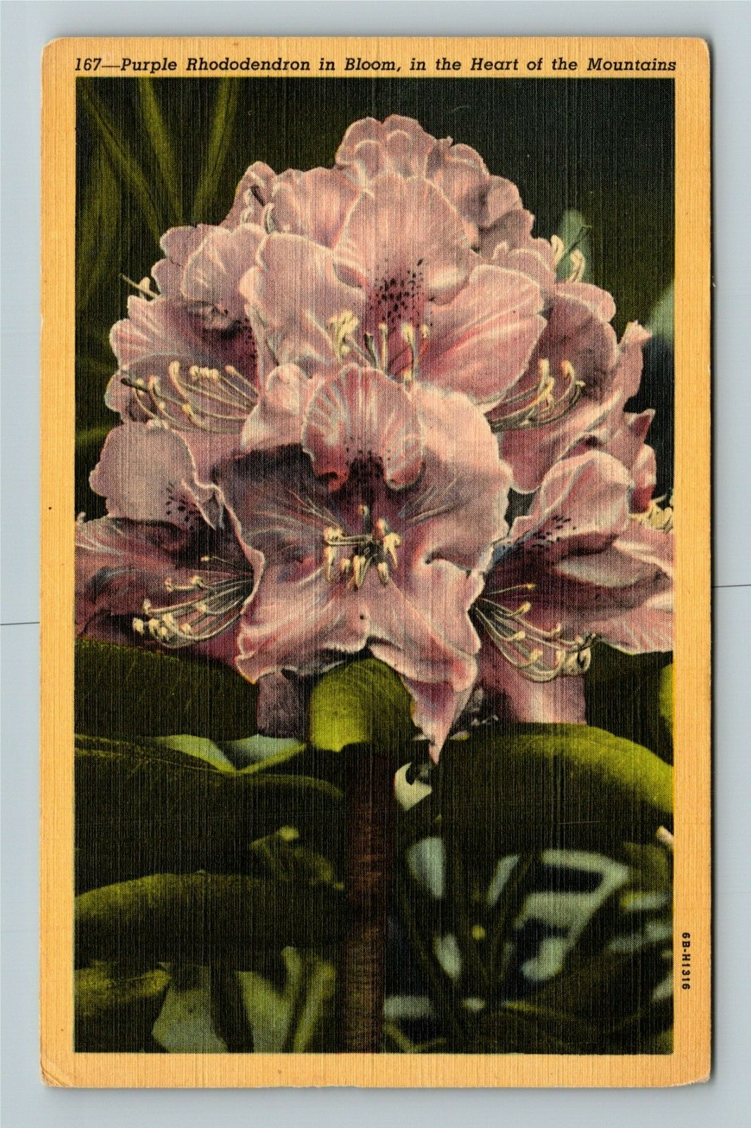 Purple Rhododendron In Bloom, In The Mountains, Scenic Flowers, Vintage Postcard
