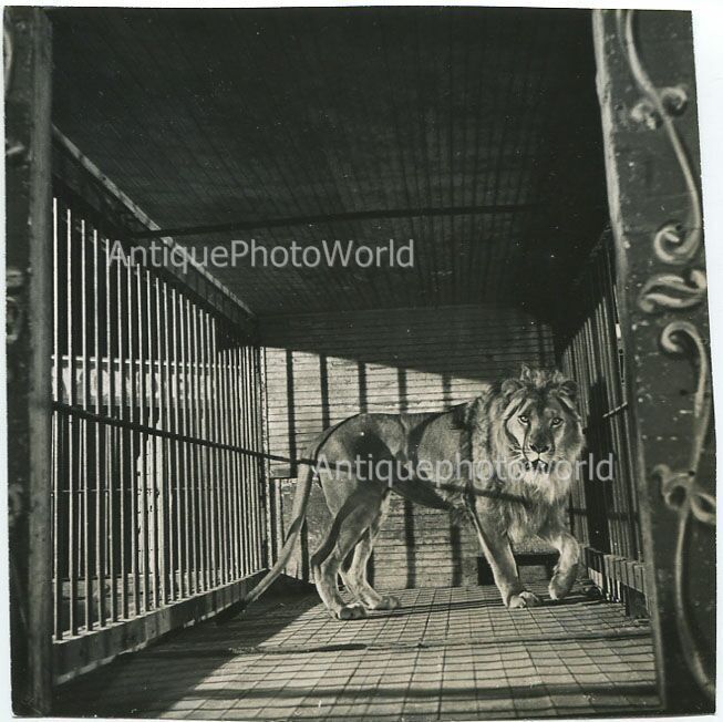 Sad lion in cage antique artistic photo