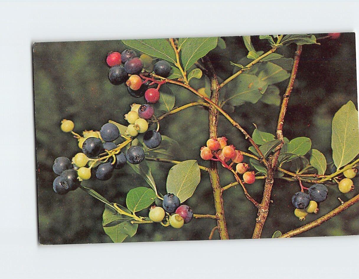 Postcard Huckleberries Wildflowers of the Mountains