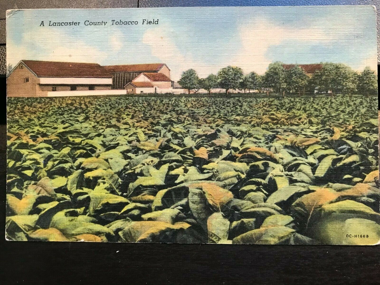 Vintage Postcard 1955 A Lancaster County Tobacco Field Pennsylvania