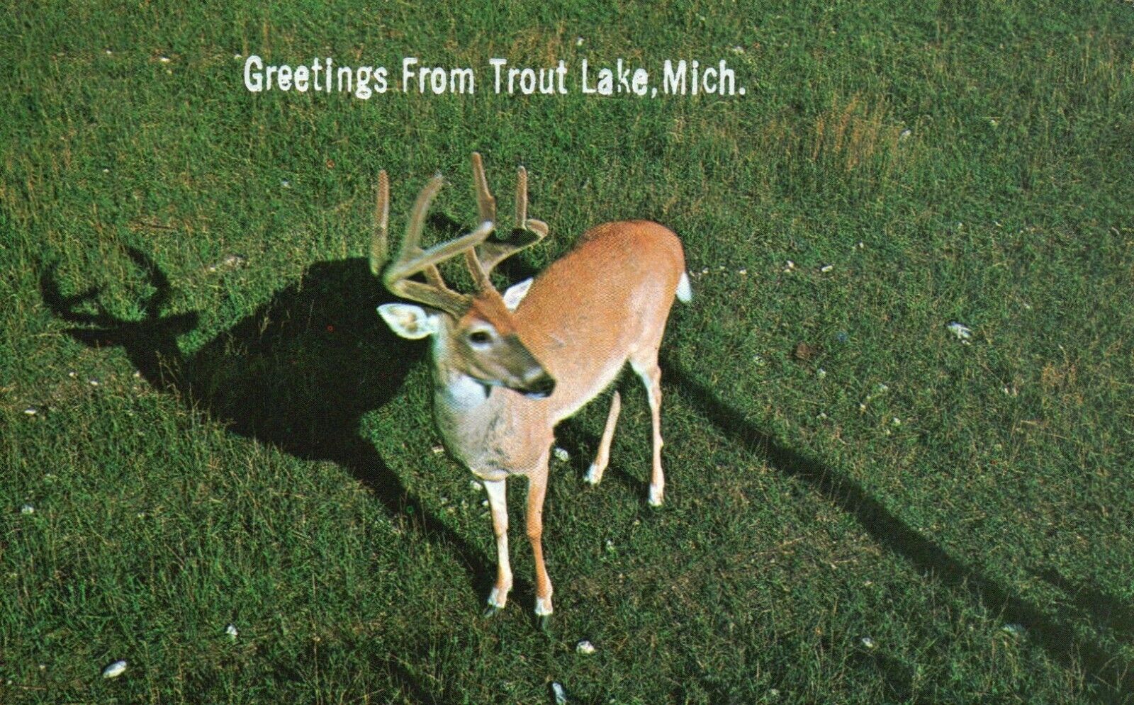 Postcard MI Greetings from Trout Lake Deer A Northwoods Beauty Old PC b1380