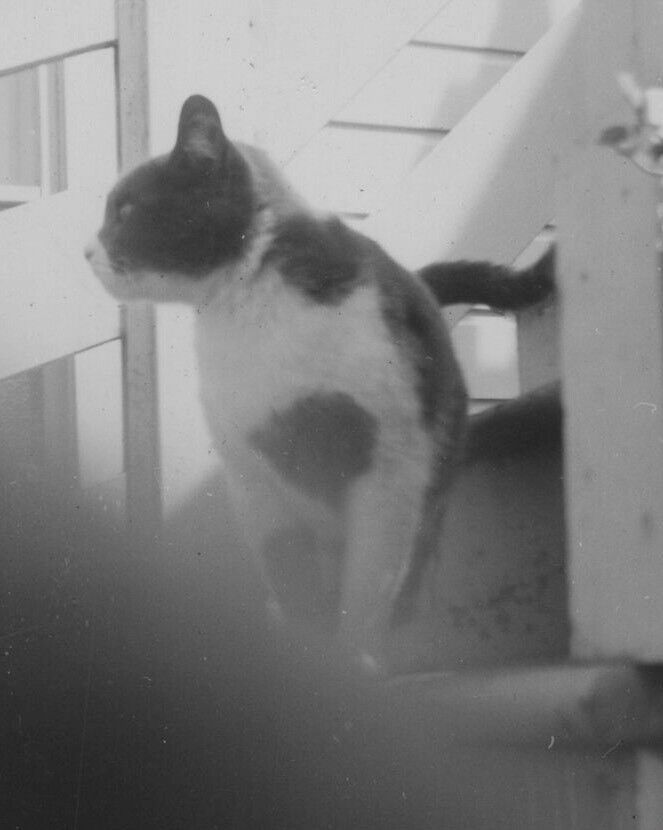 9i Photograph Obstructed POV Pet Cat Kitten Kitty Handsome 1940-50’s