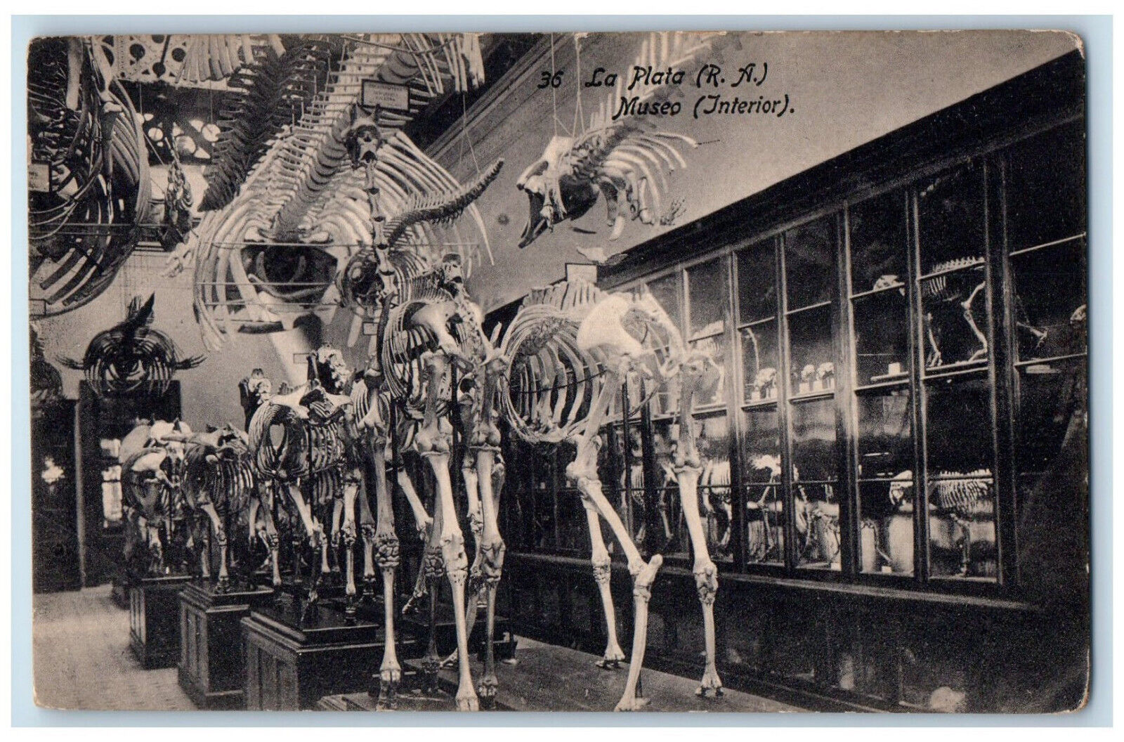 c1940\'s La Plata (R.A.) Museo (Interior) Skeleton View Barcelona Spain Postcard