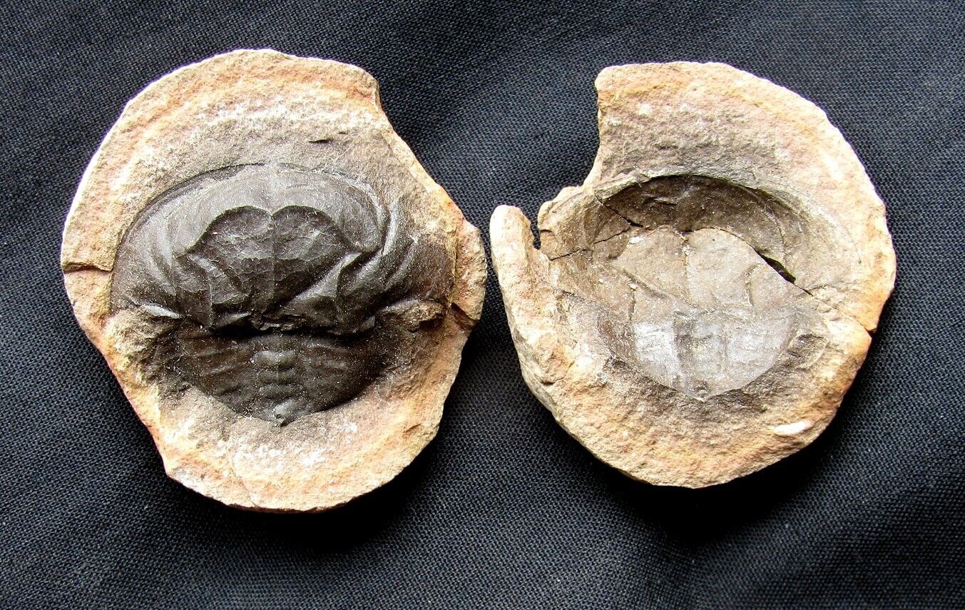 EXTINCTIONS- EXTREMELY DETAILED MAZON CREEK SPLIT PAIR EUPROOPS CRAB CONCRETION