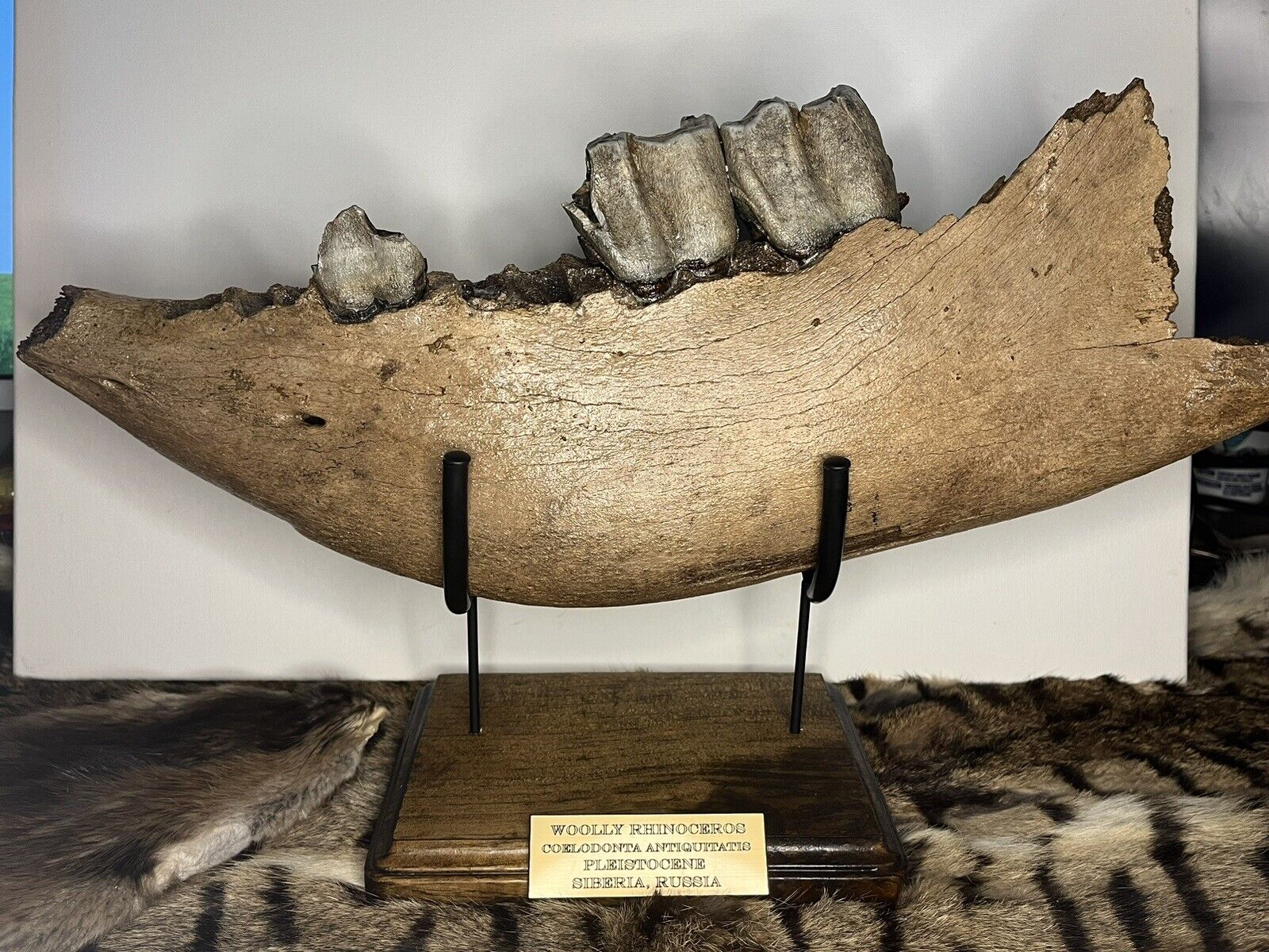 Woolly Rhinoceros Jaw Section Fossil Pleistocene