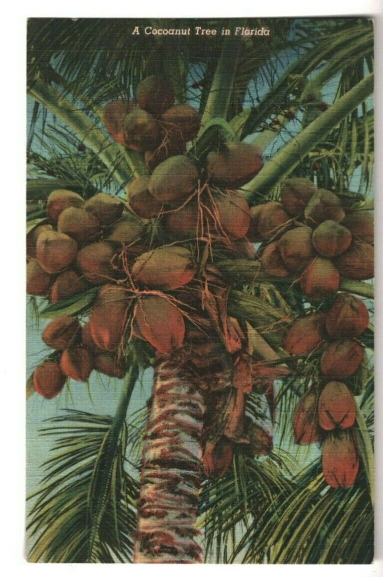 c1940s Linen Postcard Florida Cocoanut Tree Tropical Series Coconut Unposted