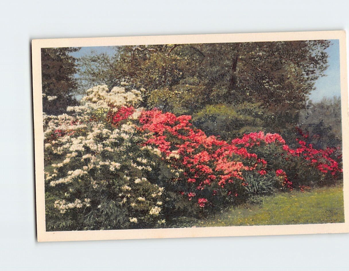Postcard Hardy Azaleas blooming Missouri Botanical Garden St. Louis Missouri USA