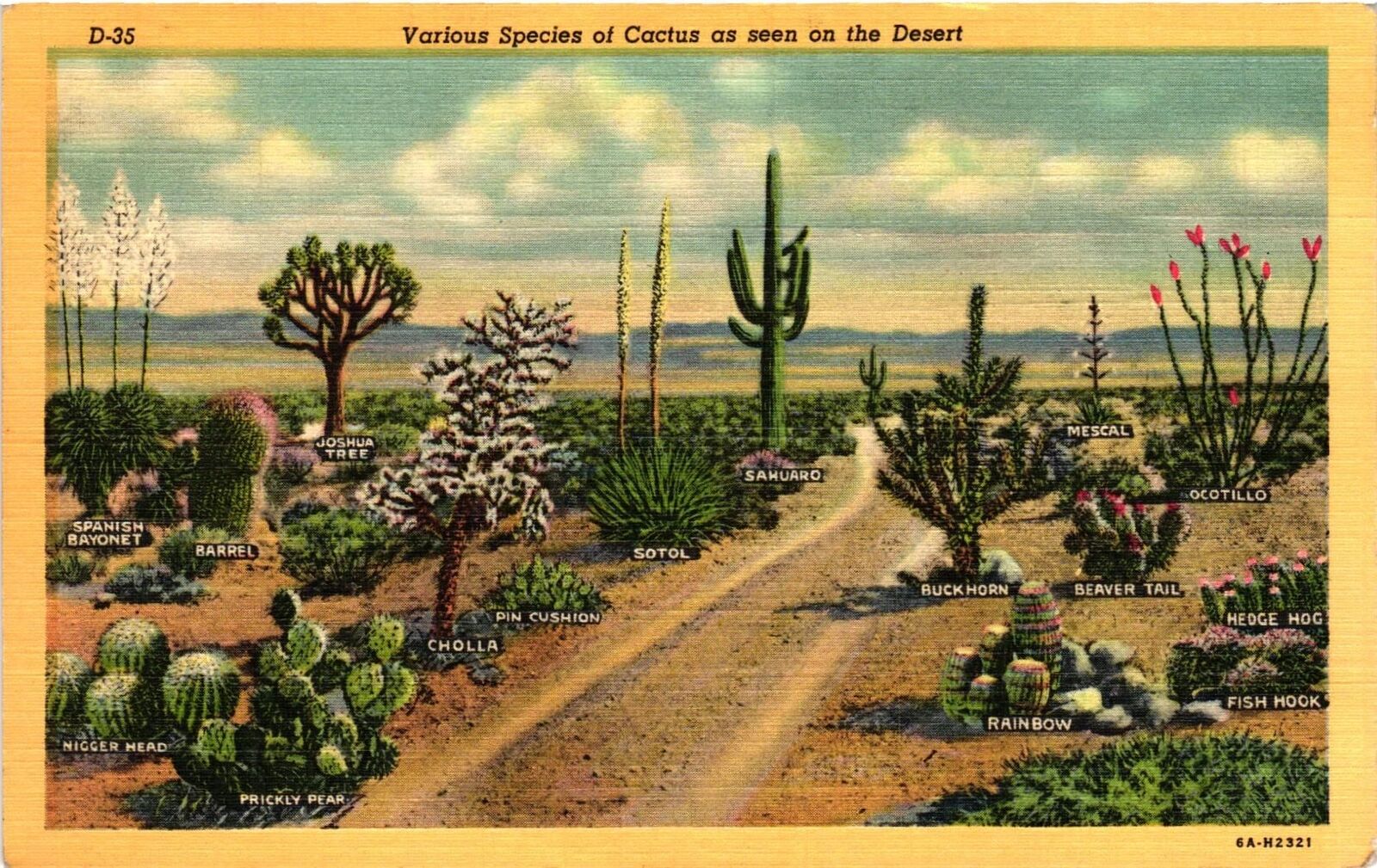 Vintage Postcard- D35. DESERT CACTUS. UnPost 1930