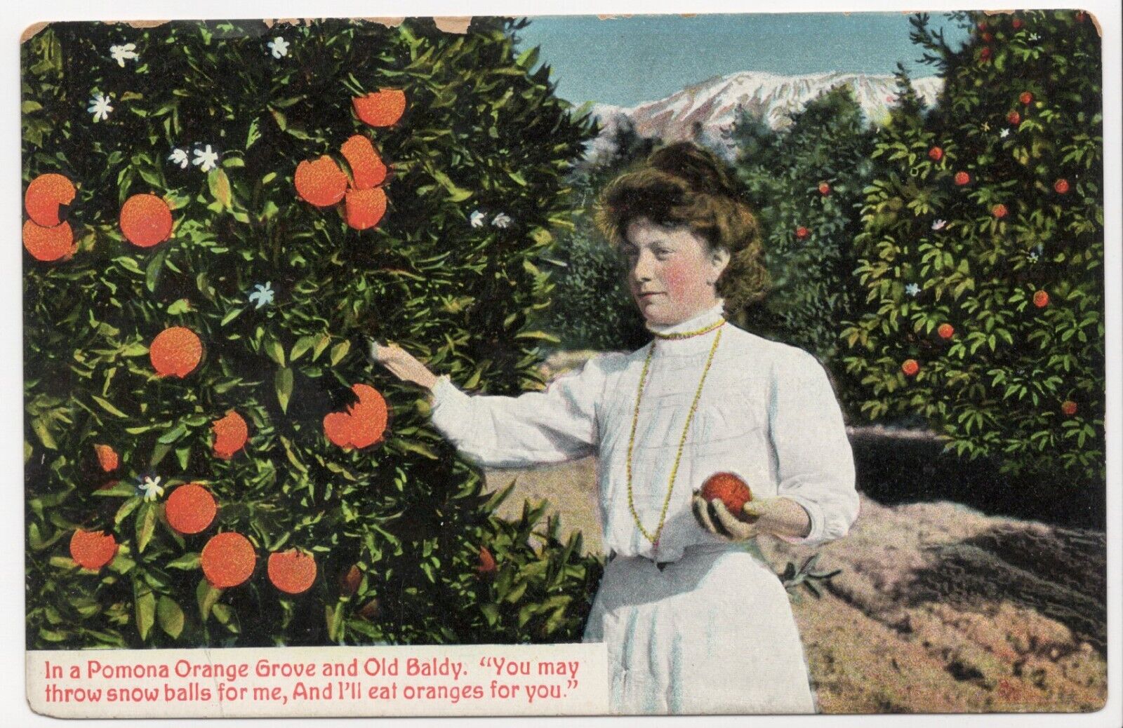 Pomona Orange Grove White Woman Picking Oranges CA Unique Unposted Postcard