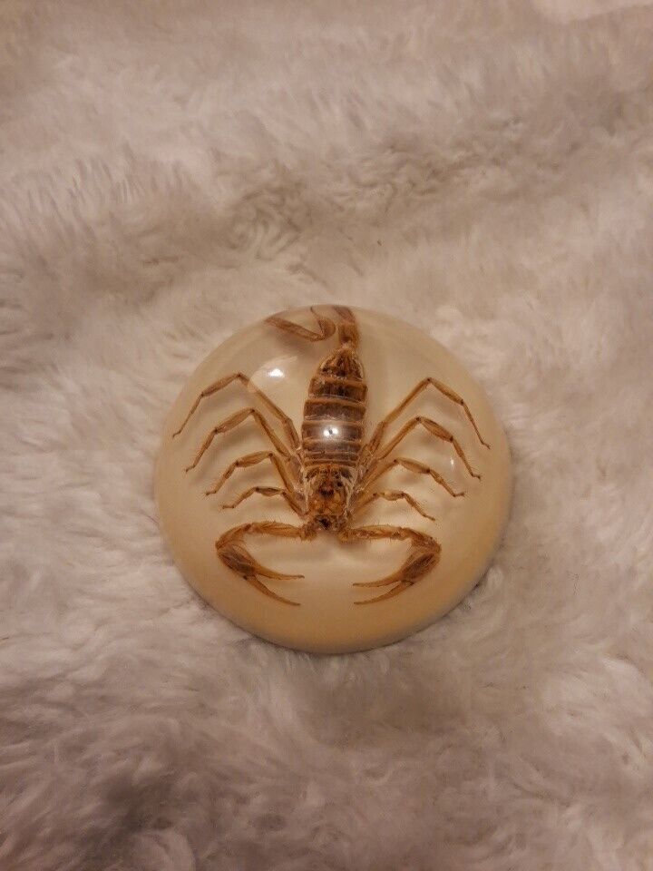 Vintage Scorpion Insect In Clear Lucite Dome Paper Weight 3” Poisonous Stinger