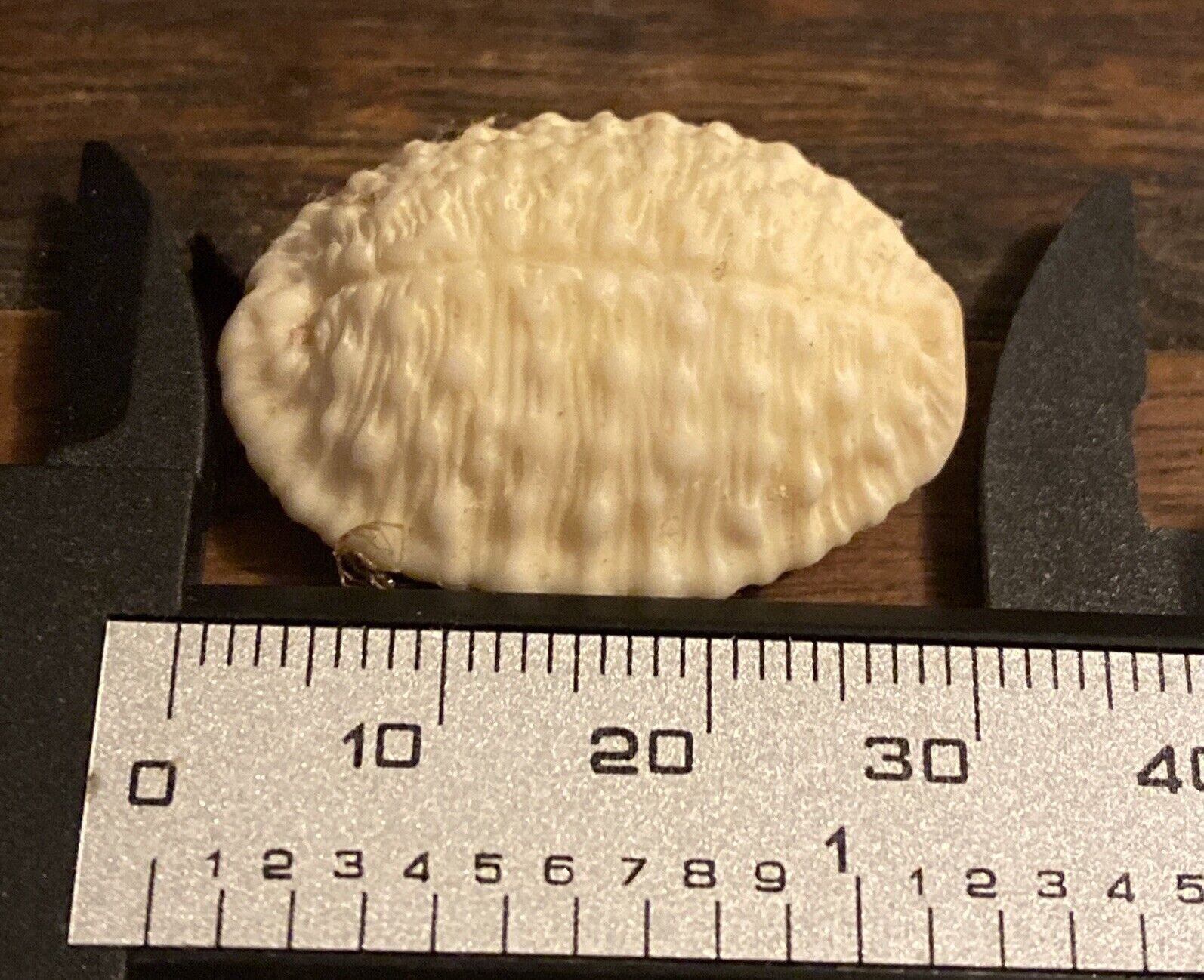 Cypraea Granulata Hawaiian Seashell Granulated Cowrie Bumpy  (30 mm) Kona Hawaii