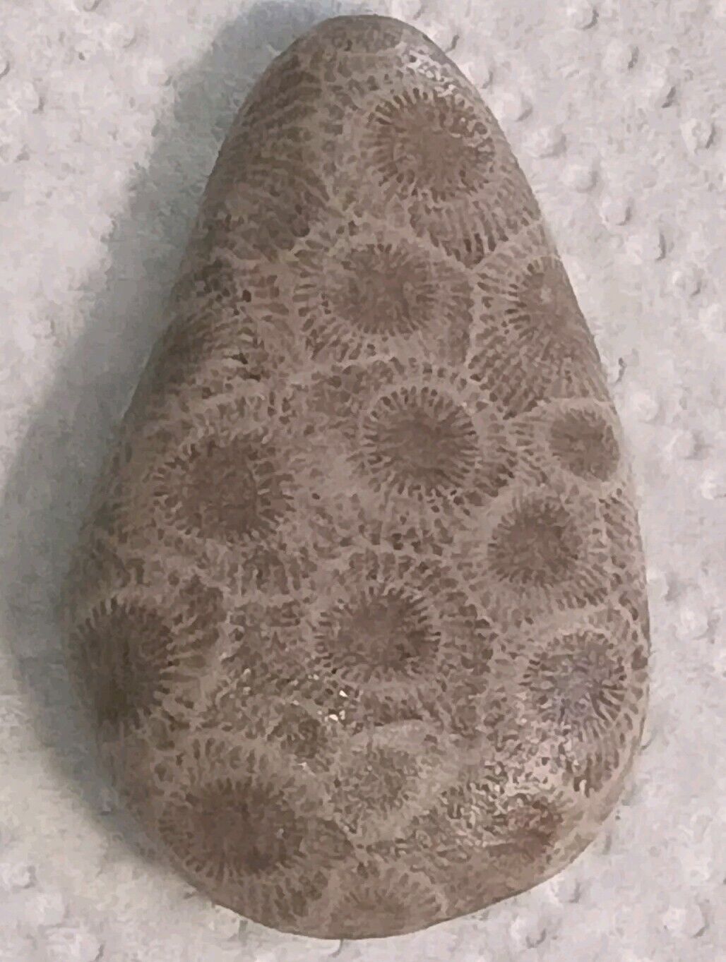 Michigan Petoskey Stone High Quality Unpolished Great Lakes Hexogonoria 28g