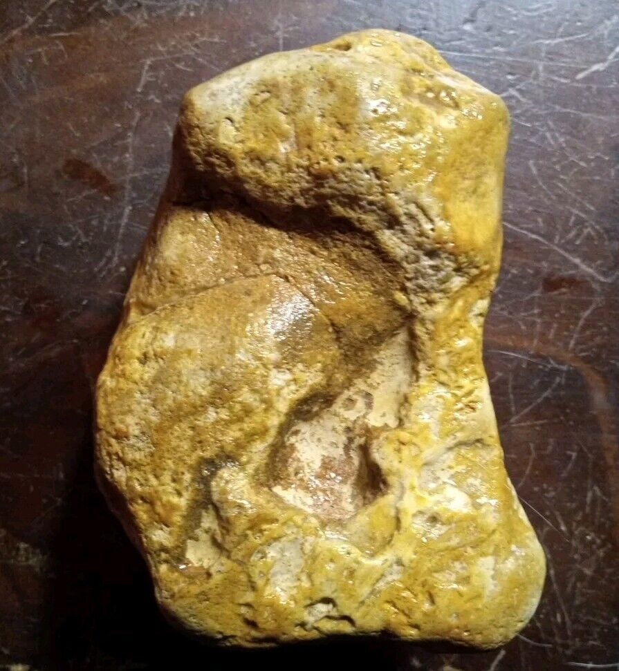Fossilized Dinosaur Embryo, Petrified Soft Tissue Specimen, Superb Detail, Texas