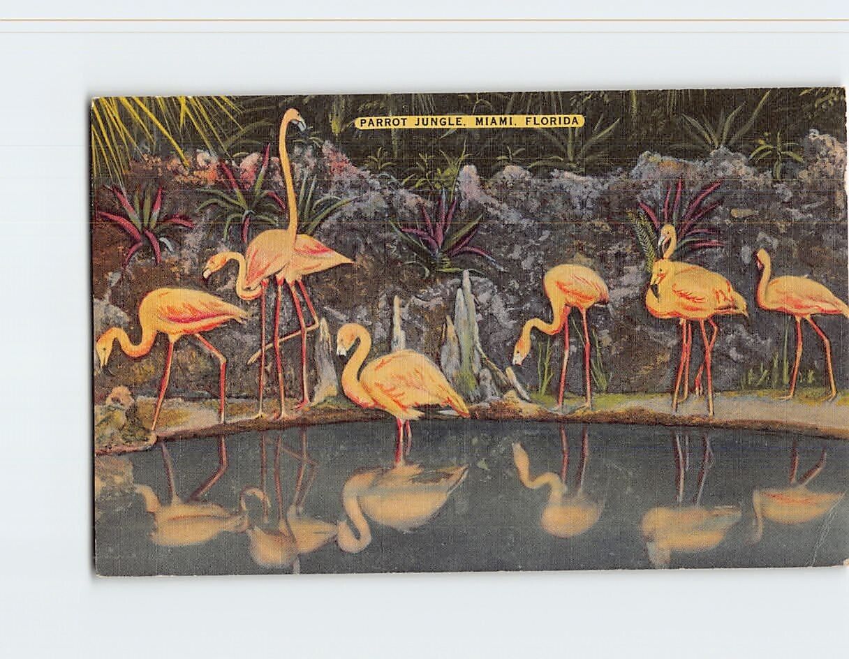 Postcard Flamingos Parrot Jungle Miami Florida USA