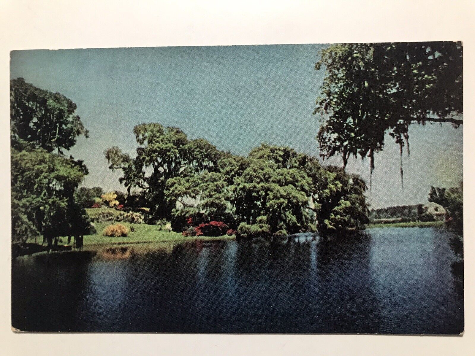 1960 Middleton Gardens Charleston South Carolina Postcard