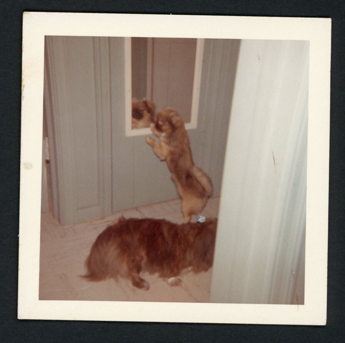 Cute Pekingese Dog Puppy Looks in Mirror Reflection Photo Snapshot 1960s Pets