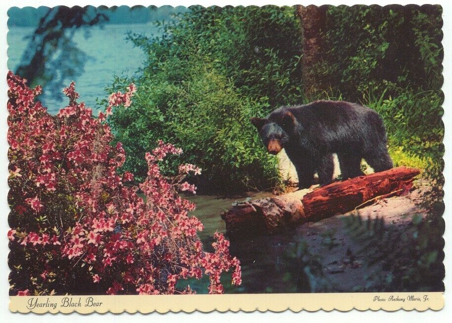 Yearling Black Bear Vintage Postcard