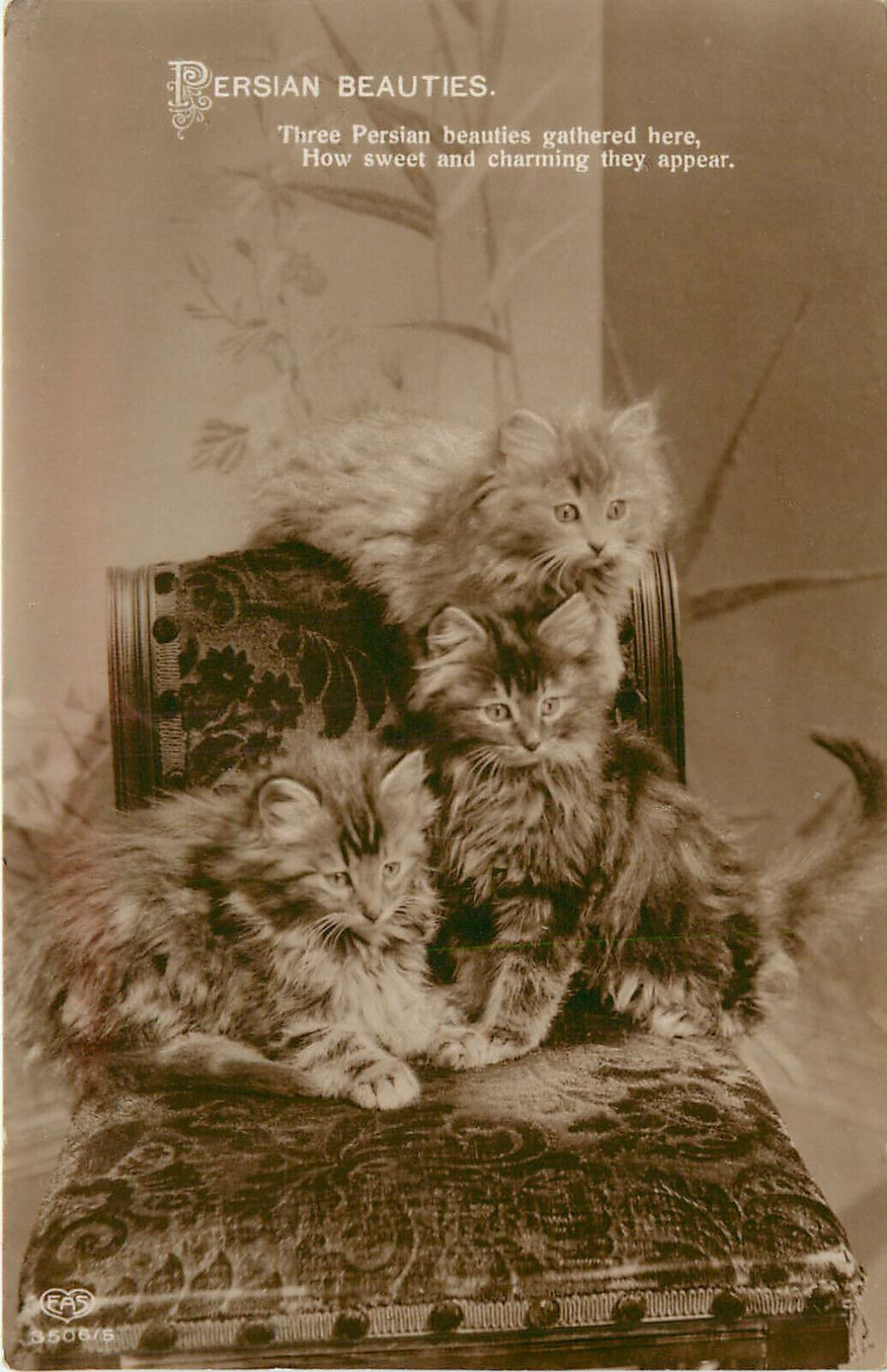 RPPC Postcard Long Haired Fluffy Kittens Persian Beauties EAS 5506
