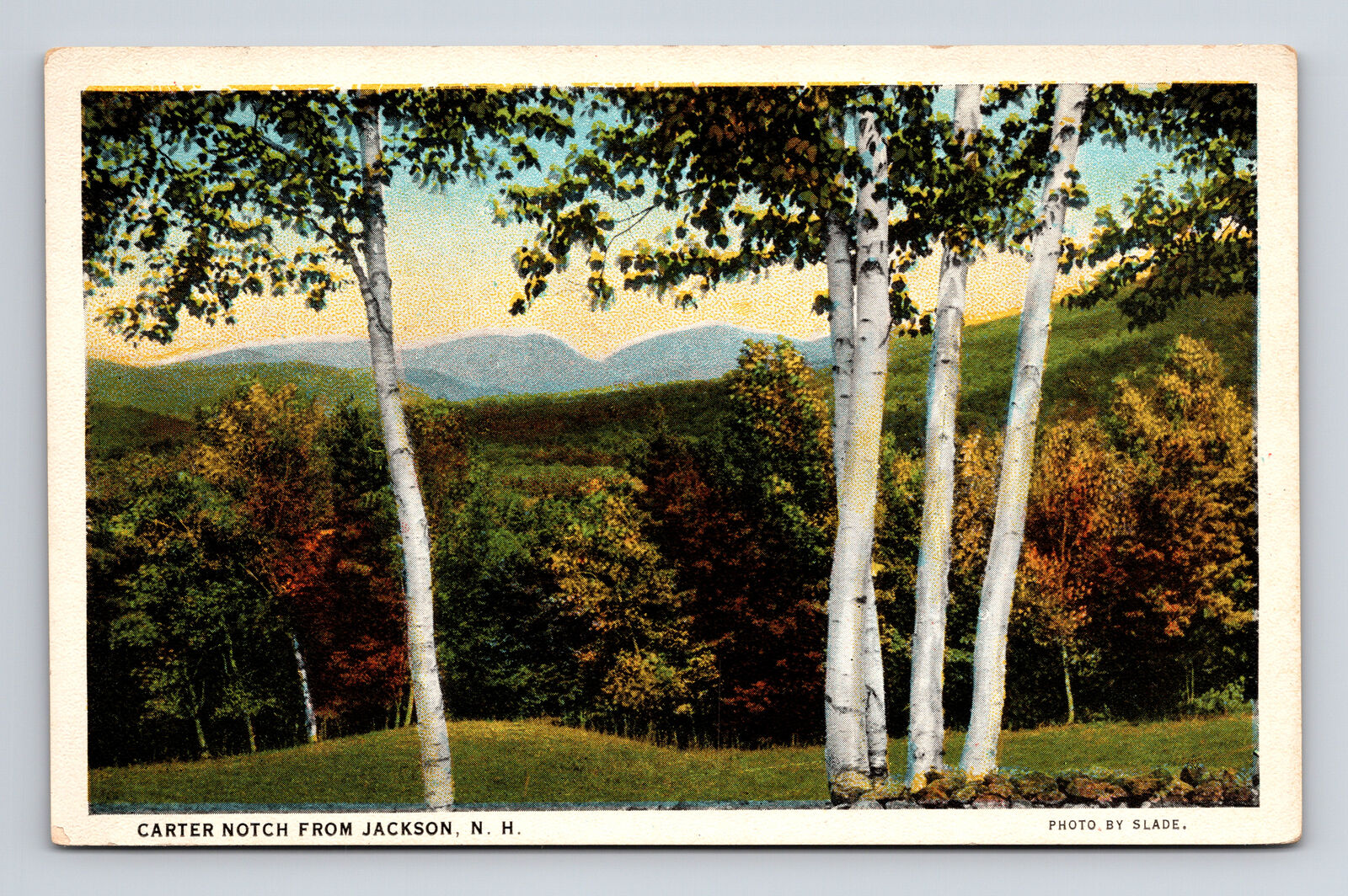c1923 WB Postcard Jacksonville NH New Hampshire Birch Trees at Carter Notch