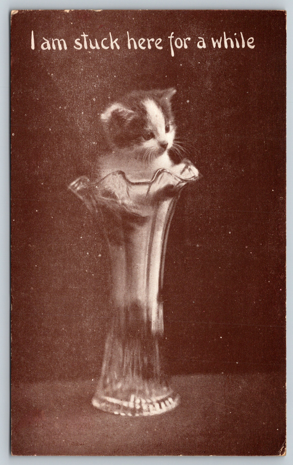 c1910s Stuck Here For a While Kitten in Vase Cat Antique Postcard