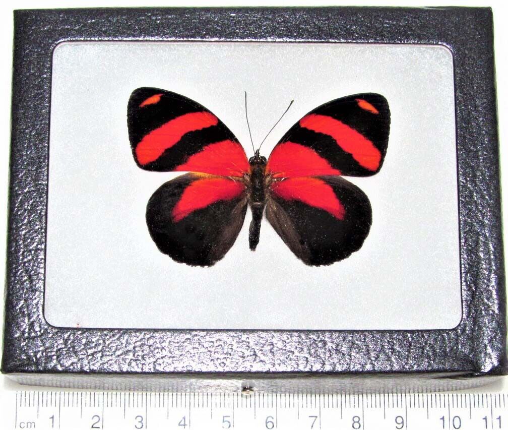 Callicore cynosura REAL FRAMED BUTTERFLY RED BLACK PERU