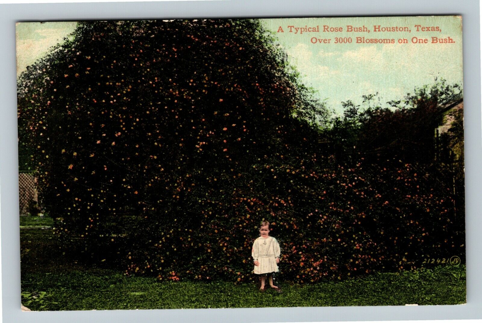 Houston TX-Texas, A Typical Rose Bush, Blossoms On Bush, Vintage Postcard