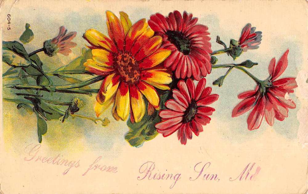 Rising Sun Maryland Greetings From bouquet of flowers antique pc Z49101