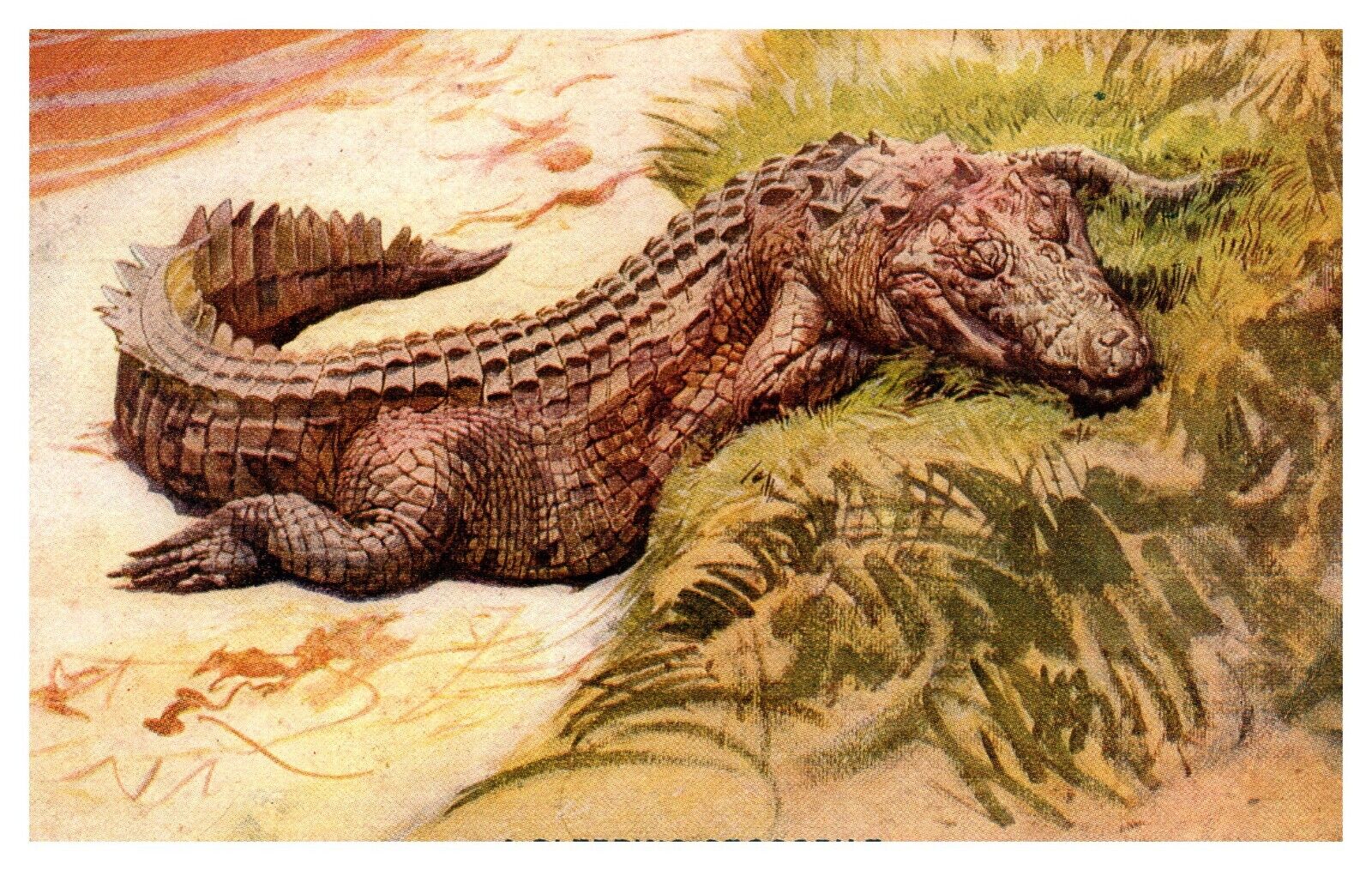 postcard Sleeping Crocodile \