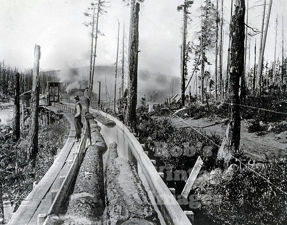  Pine Logging Log Flume Photo Mountains Forest Pacific Northwest Historic 1900