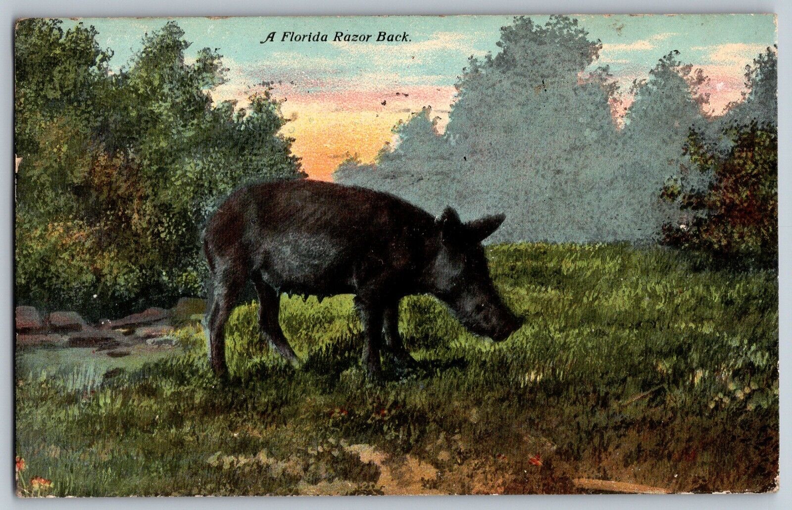 Florida FL - Florida Razor Back - Animal Forest - Vintage Postcard - Posted 1911