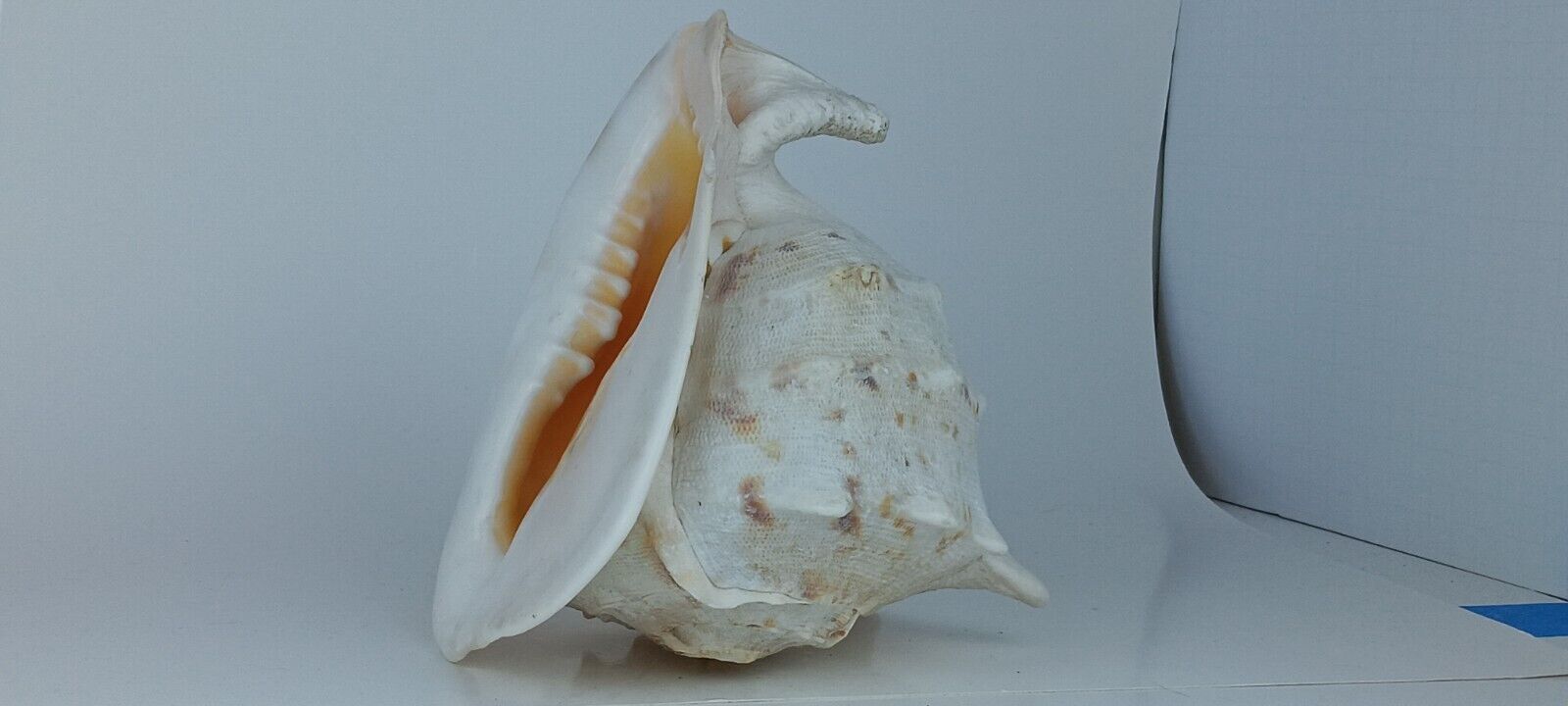 Magnificent LARGE Horned Helmet Queen Conch (Cassus Cornuta)